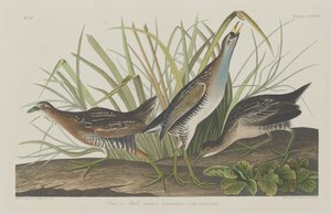 Sora ou Râle, 1834 - Robert Havell