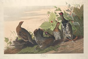 Grouse tacheté