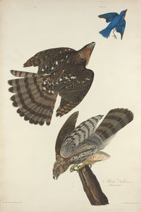 Stanley Hawk, 1828 - Robert Havell