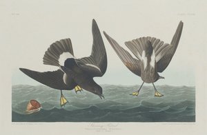 Pétrel tempête