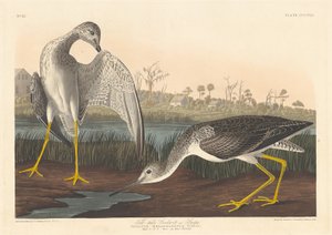 Barge Godwit, 1836 - Robert Havell