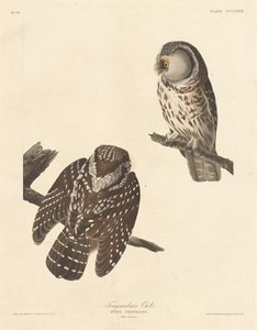 Chouette de Tengmalm, 1837