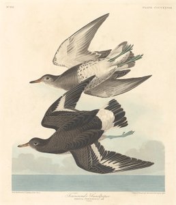 Bécasseau de Townsend, 1838 - Robert Havell