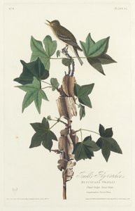 Moucherolle de Traill, 1828