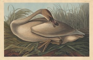 Cygne trompette, 1837