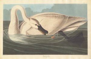 Cygne trompette, 1838