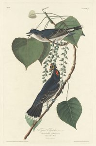 Tyran flycatcher, 1830