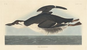 Uria Brunnichii, 1835 - Robert Havell