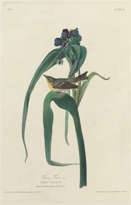 Viréo de Vigors, 1828
