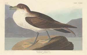 Puffin cendré, 1835