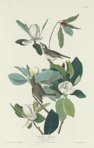 Gobemouche chanteur, 1831
