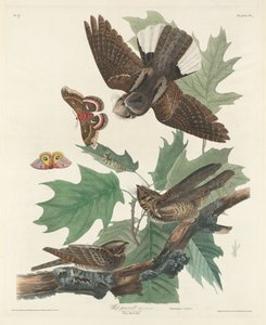 Engoulevent, 1830