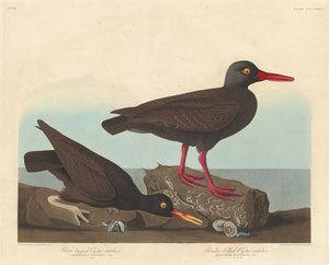 Huîtrier à pattes blanches et huîtrier à bec mince, 1838 - Robert Havell