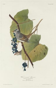 Bruant à couronne blanche, 1831 - Robert Havell