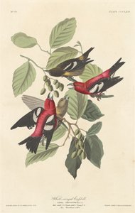 Bec-croisé bifascié, 1837