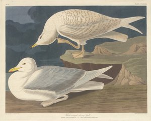 Goéland argenté à ailes blanches - Robert Havell