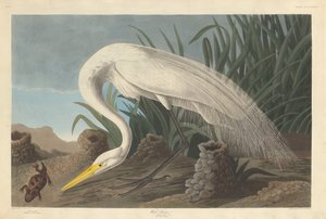 Héron Blanc, 1837