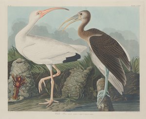 Ibis blanc, 1834 - Robert Havell