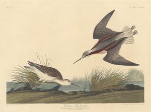 Phalarope de Wilson - Robert Havell