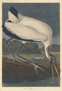 Ibis des bois
