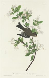 Pioui des bois, 1831 - Robert Havell