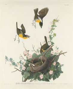 Paruline polyglotte, 1832