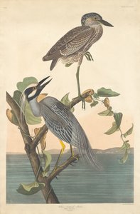 Héron couronné jaune, 1836 - Robert Havell