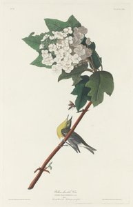Viréo à gorge jaune, 1831 - Robert Havell