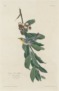 Paruline à gorge jaune, 1830