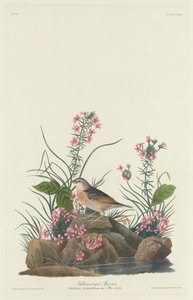 Bruant à ailes jaunes, 1832 - Robert Havell