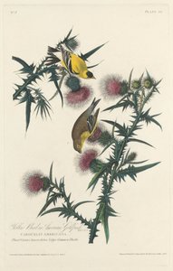 Chardonneret jaune ou chardonneret américain, 1828 - Robert Havell