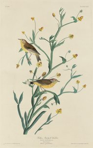 Paruline à tête jaune, 1832