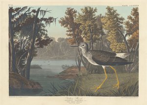 Chevalier jaune, 1836 - Robert Havell