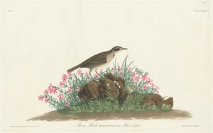 Titlark des prairies