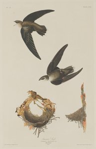 Martinet américain - Robert Havell after John James Audubon
