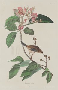 Pinson de Bachman - Robert Havell after John James Audubon