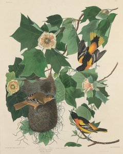 Oriole de Baltimore