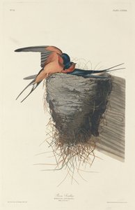 Hirondelle rustique