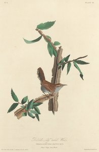 Troglodyte à longue queue de Bewick - Robert Havell after John James Audubon