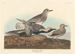 Pluvier à ventre noir - Robert Havell after John James Audubon
