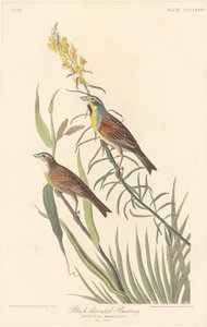 Bruant à gorge noire - Robert Havell after John James Audubon