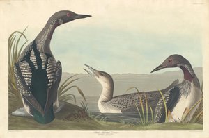 Plongeon à gorge noire - Robert Havell after John James Audubon