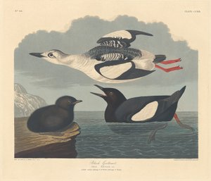 Guillemot noir - Robert Havell after John James Audubon