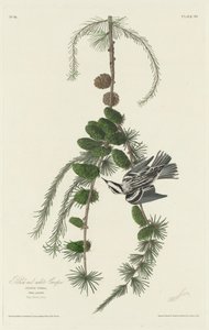 Grimpereau Noir et Blanc