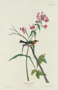 Paruline à gorge orangée - Robert Havell after John James Audubon