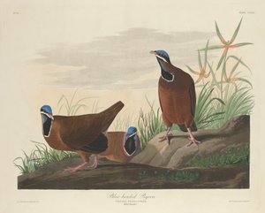 Pigeon à tête bleue - Robert Havell after John James Audubon