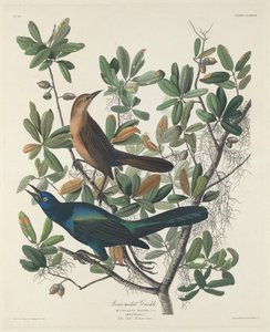 Quiscale à longue queue - Robert Havell after John James Audubon
