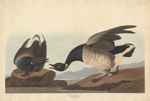 Bernache cravant - Robert Havell after John James Audubon