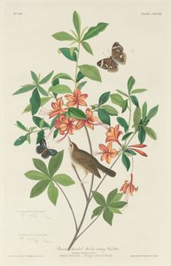 Paruline vermivore à tête brune - Robert Havell after John James Audubon