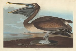 Pélican brun - Robert Havell after John James Audubon